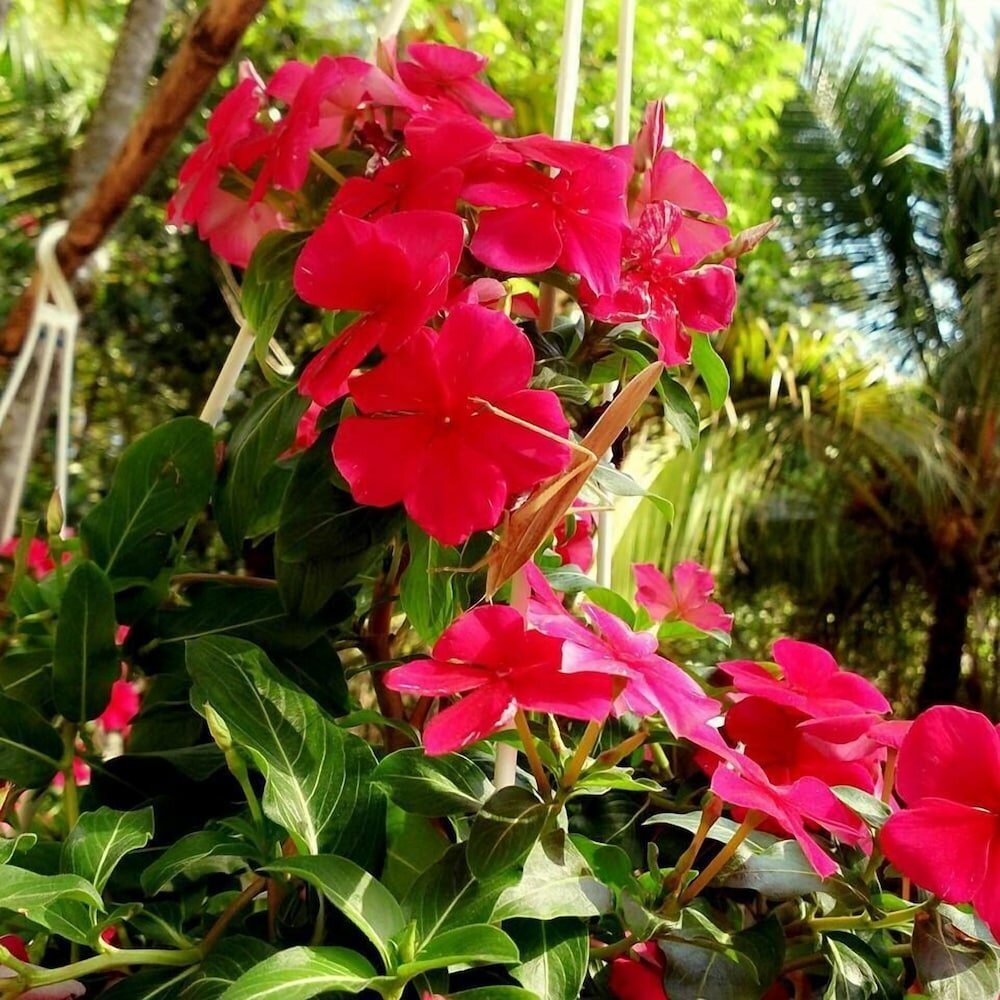 Фото Duc Anh Garden Homestay