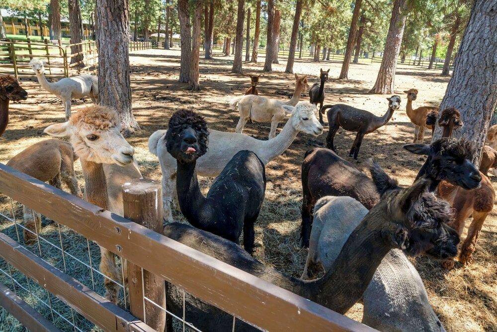 Фото Best Western Ponderosa Lodge