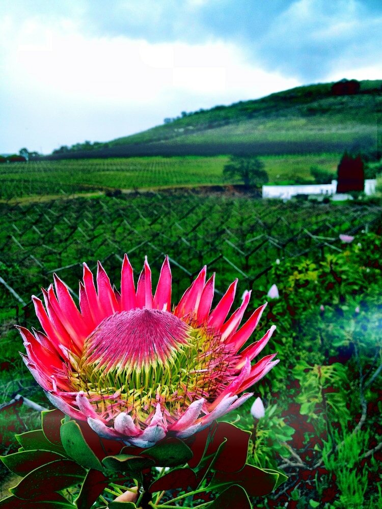 Фото Grande Roche Hotel