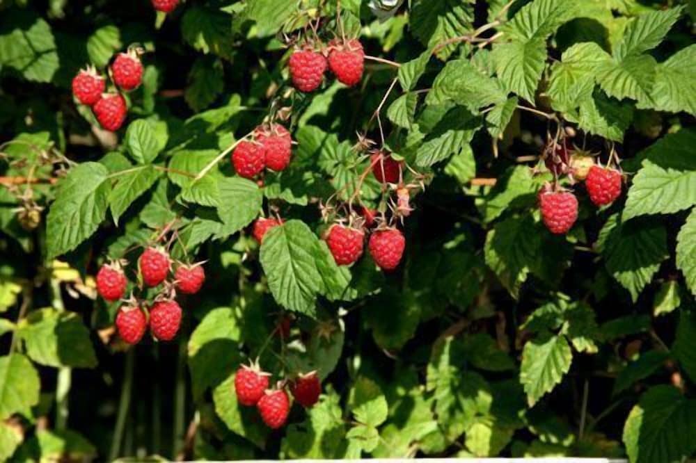 Фото Agriturismo Le Reve