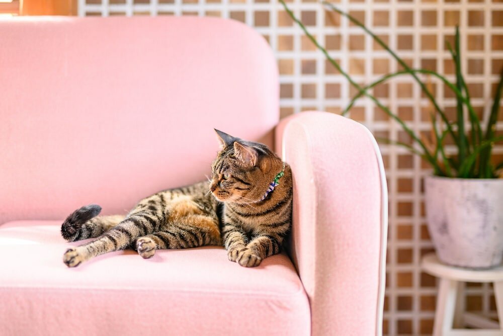 Фото Yufuin Waraneko no Yado