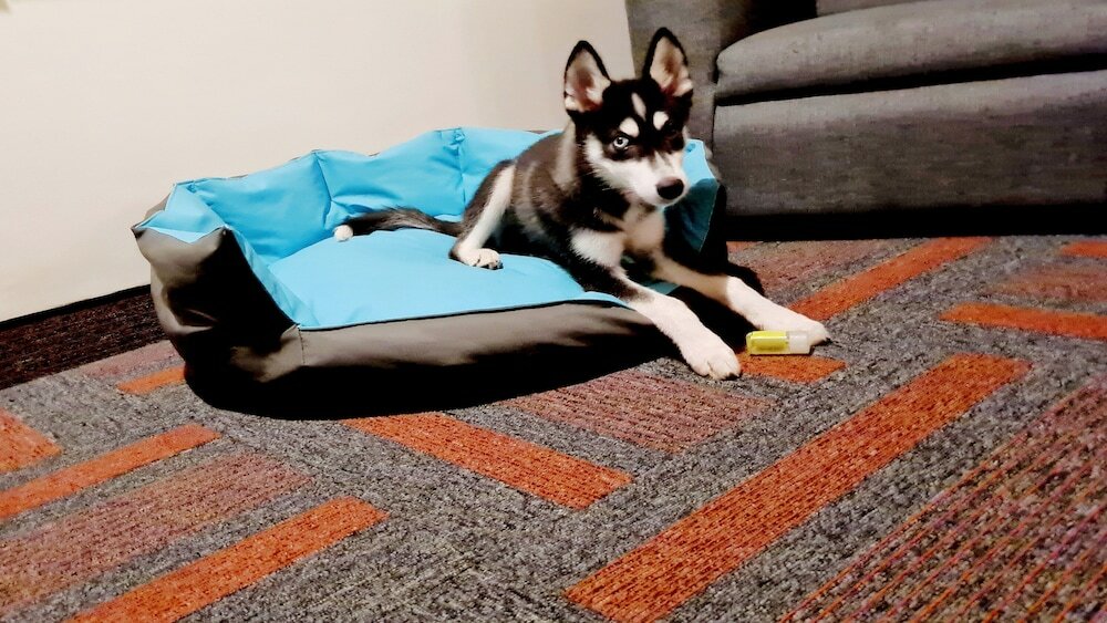 Фото Holiday Inn Mexico Dali Airport, an Ihg Hotel