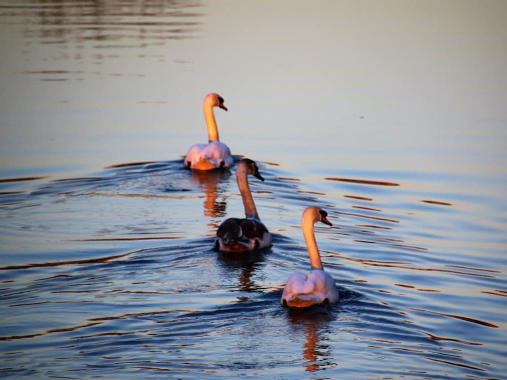 Фото Royal Ashton Hotel