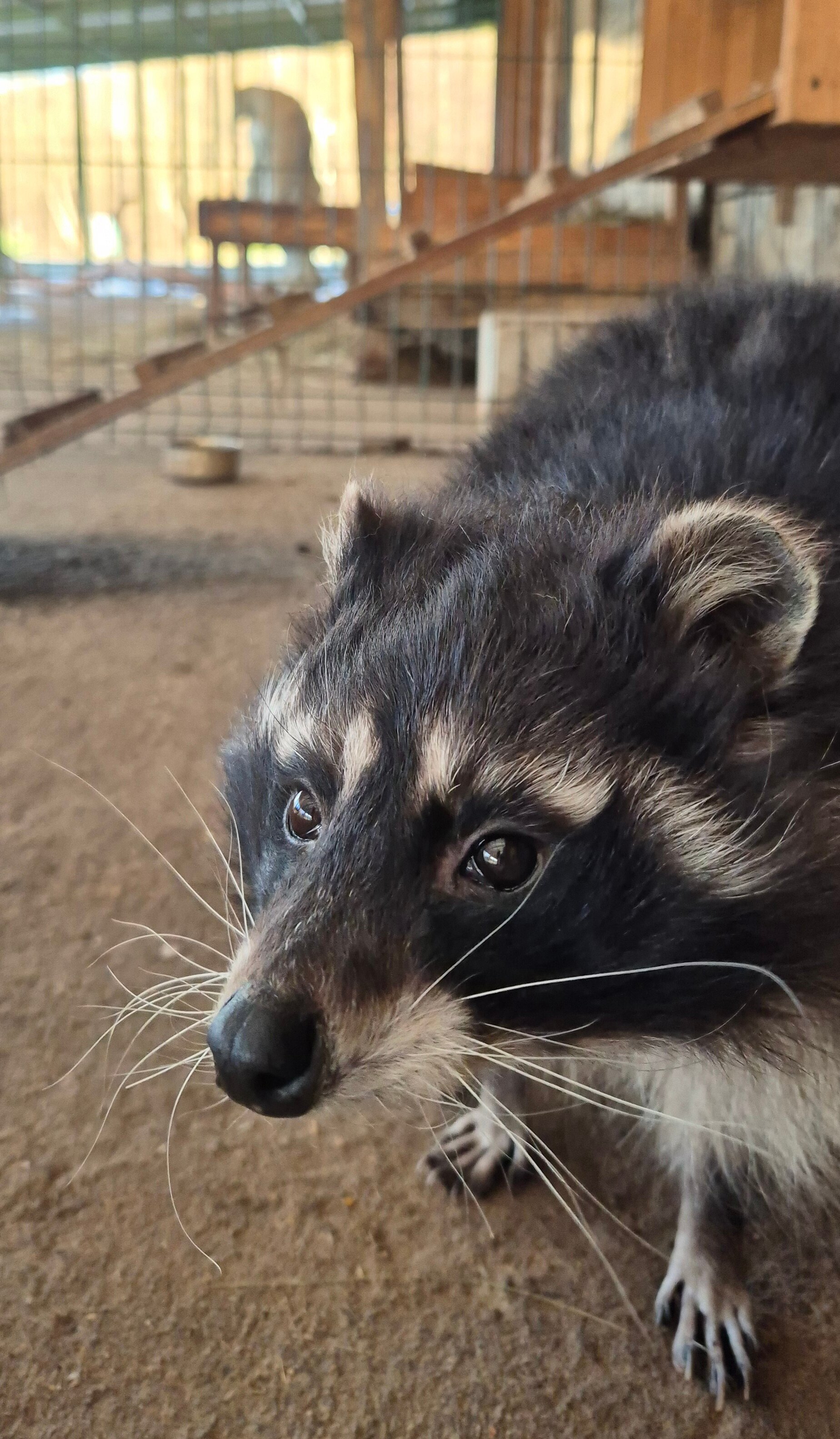 Фото Цэт Берхино