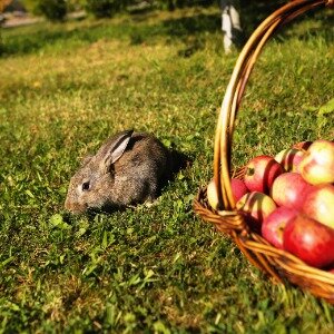 Фото Медвежья Гора