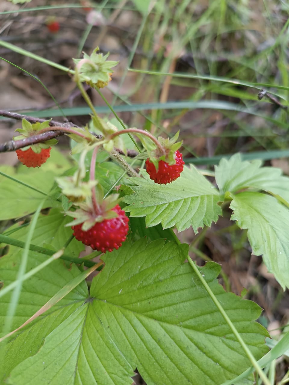 Фото Домики Бородино