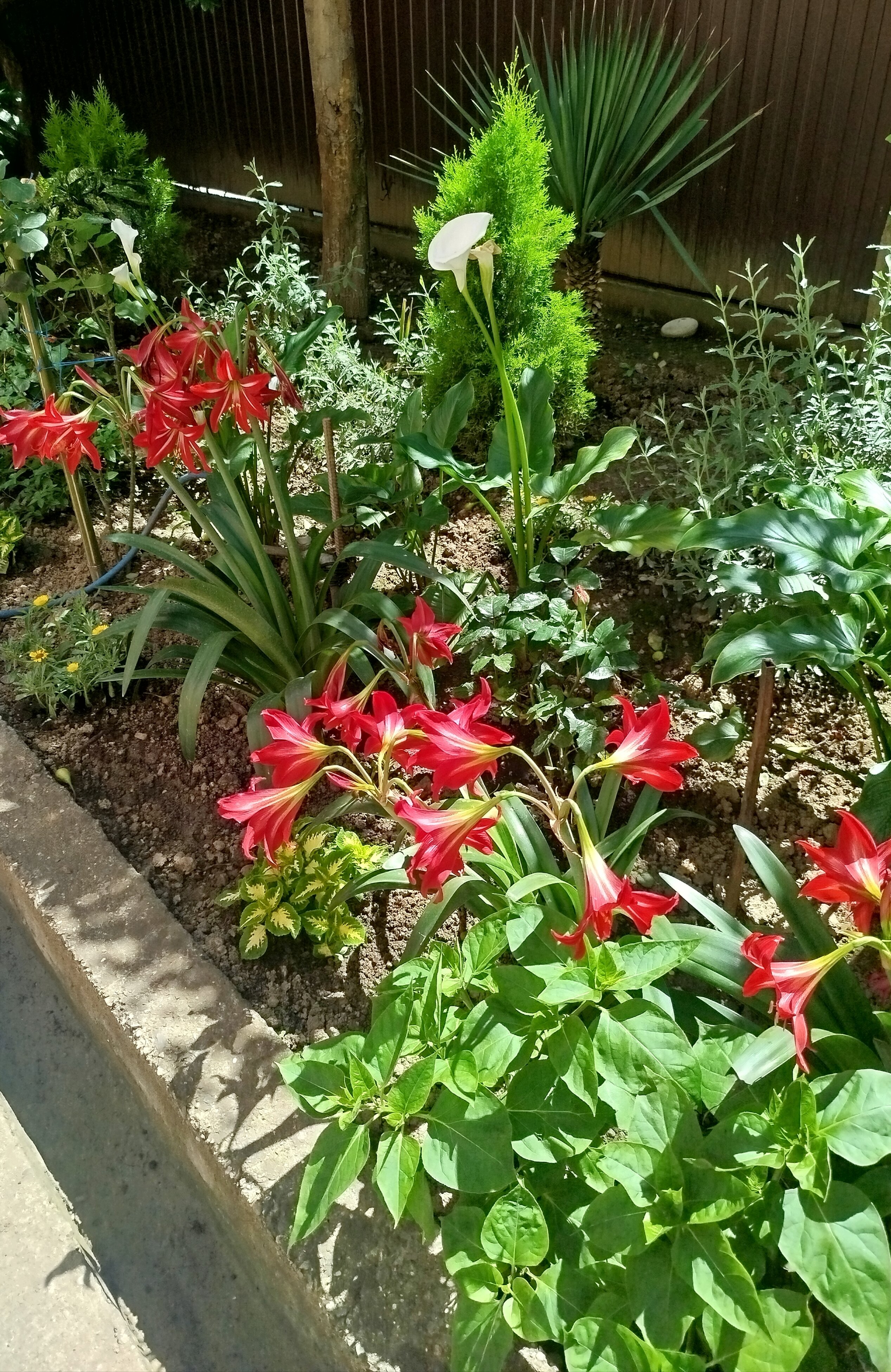 Фото Диана Аллама групп