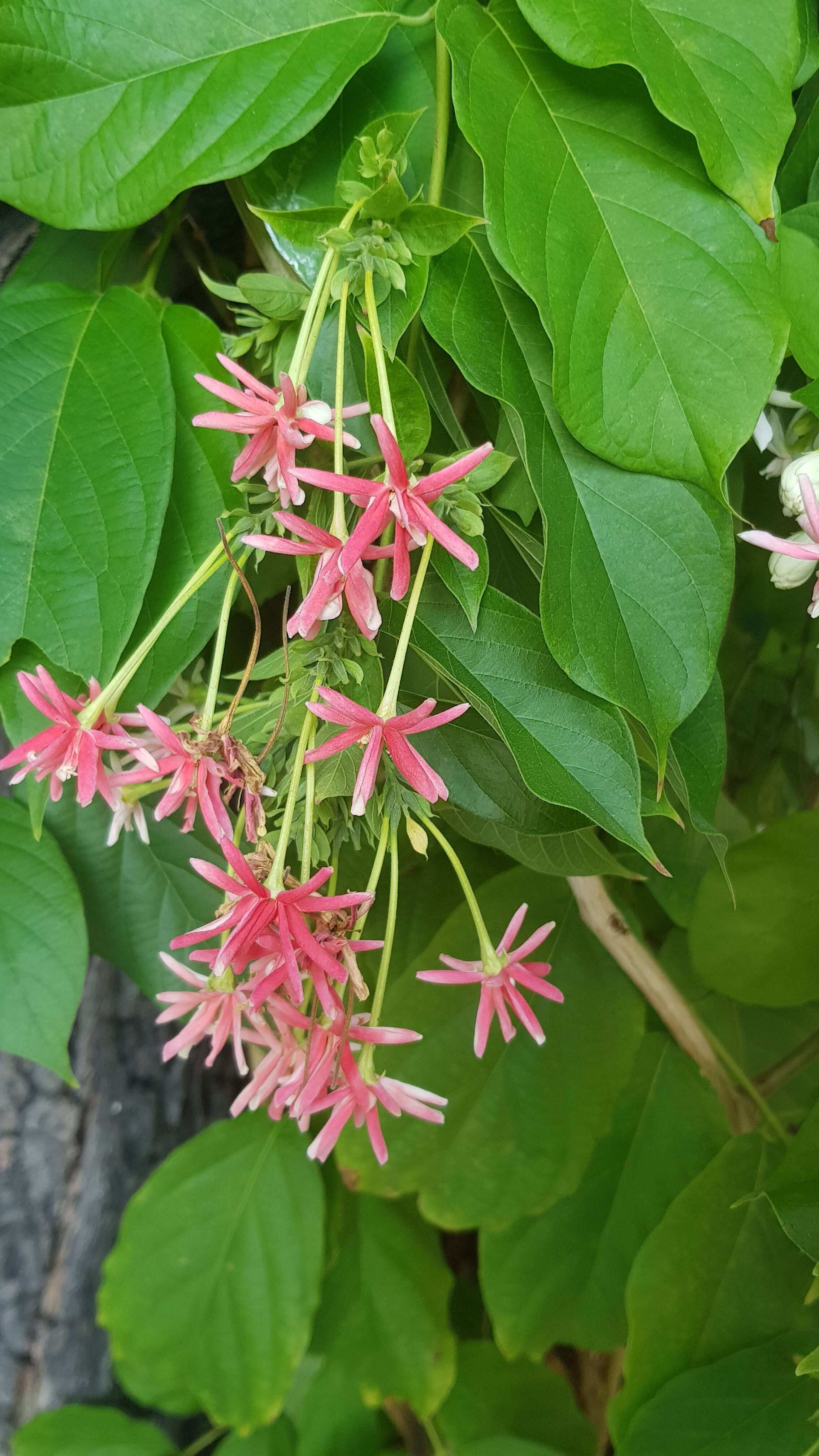 Фото Lantana Pattaya Hotel & Resort