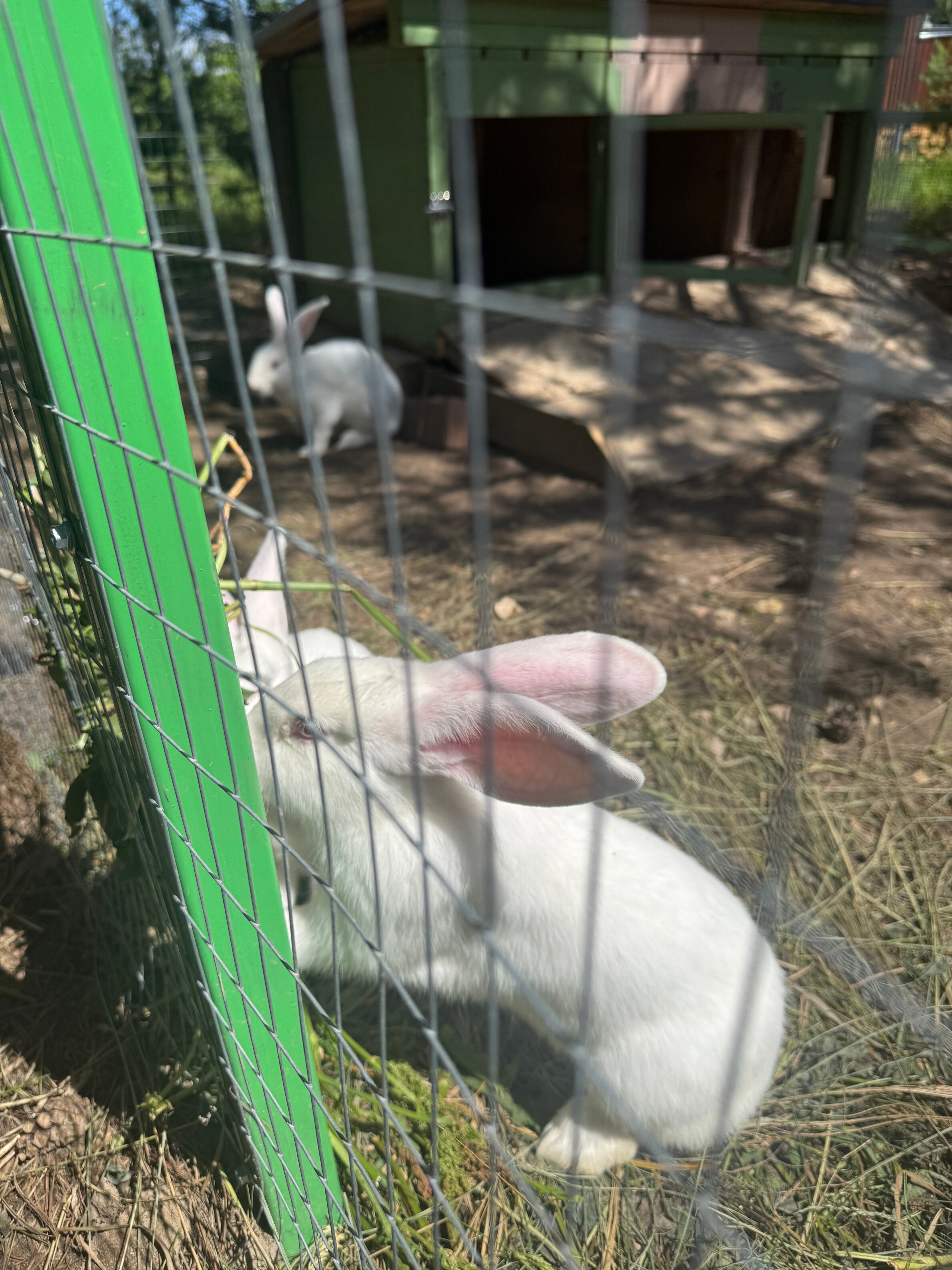 Фото Эко-Парк Шмели