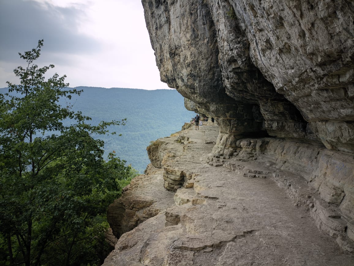 Фото Энергия Дерева