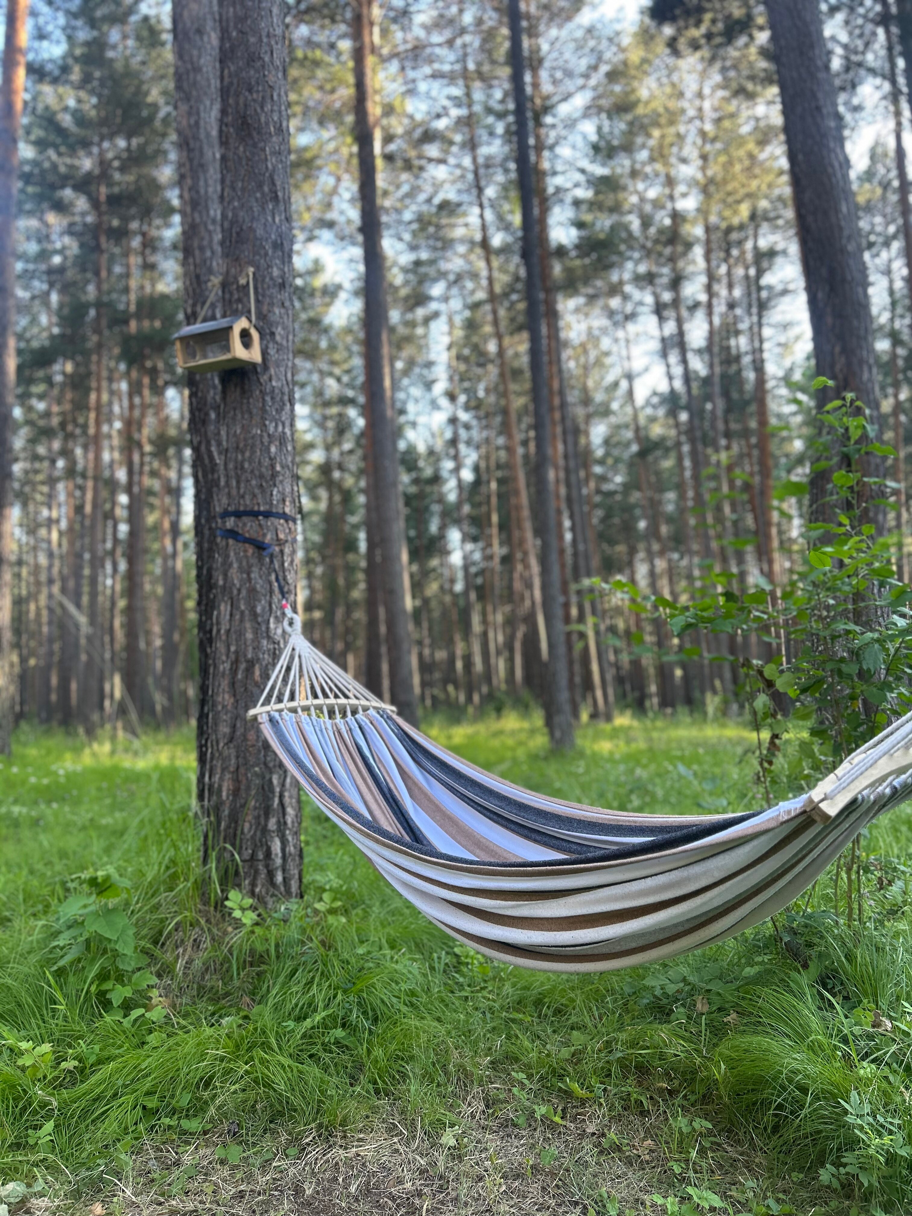 Фото Мишкины Шишки