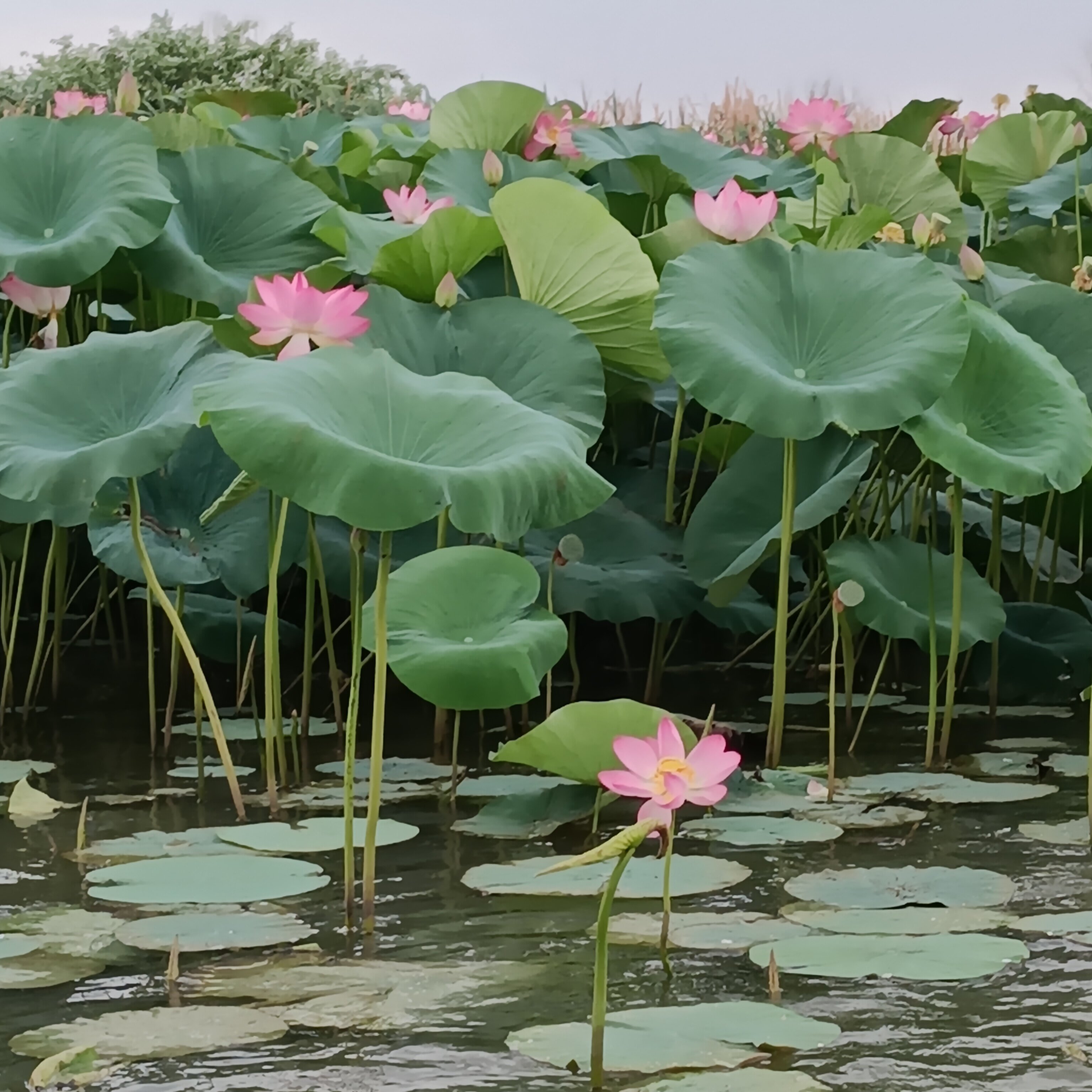 Фото Домдрузей.рф