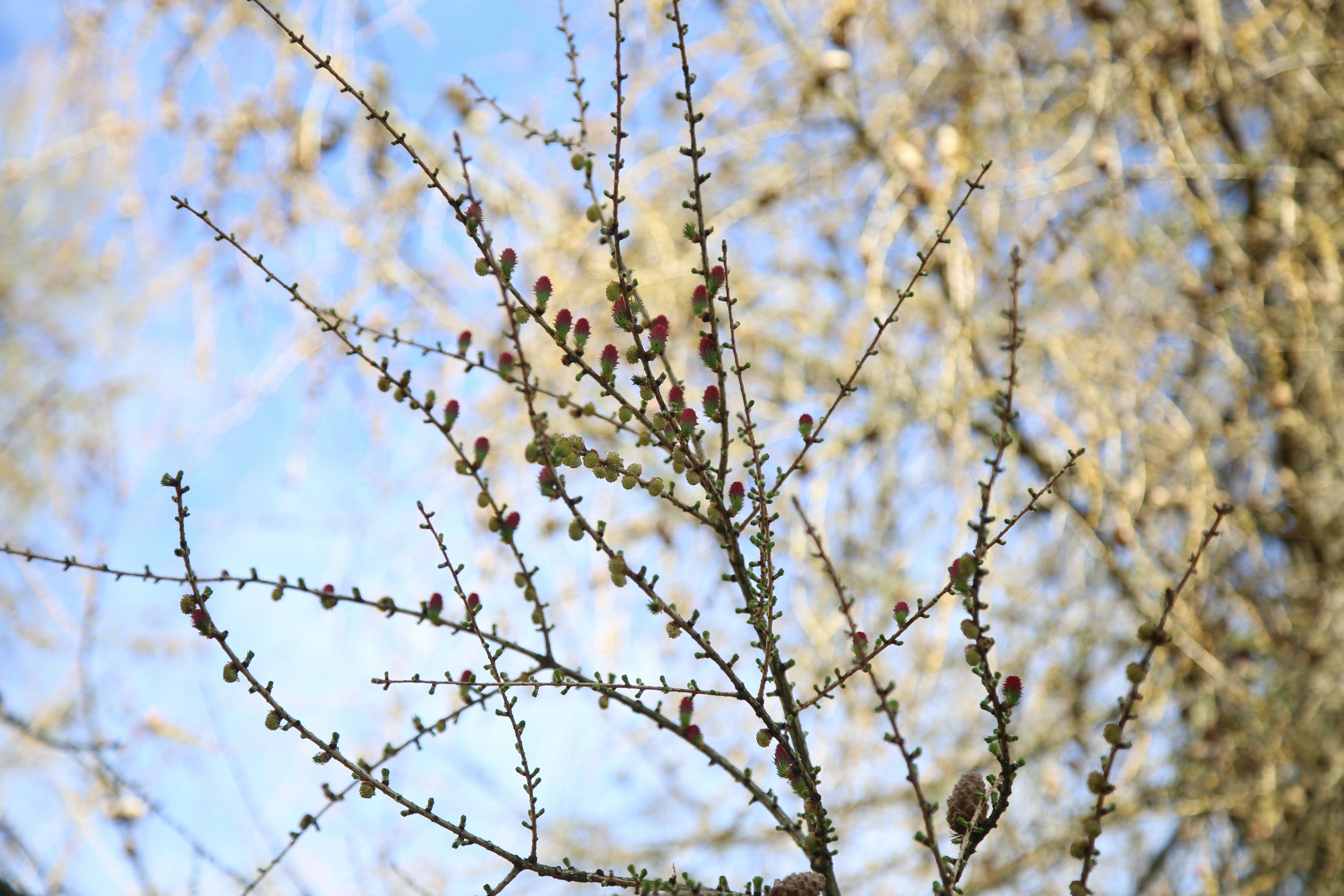 Фото ArtistApart Van Gogh