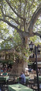 Cinaralti (Isparta, Yalvaç, Yeşilçınar Blv., 62), landmark, attraction