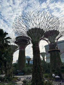 Supertree Grove (Singapore, Gardens by the Bay), landmark, attraction
