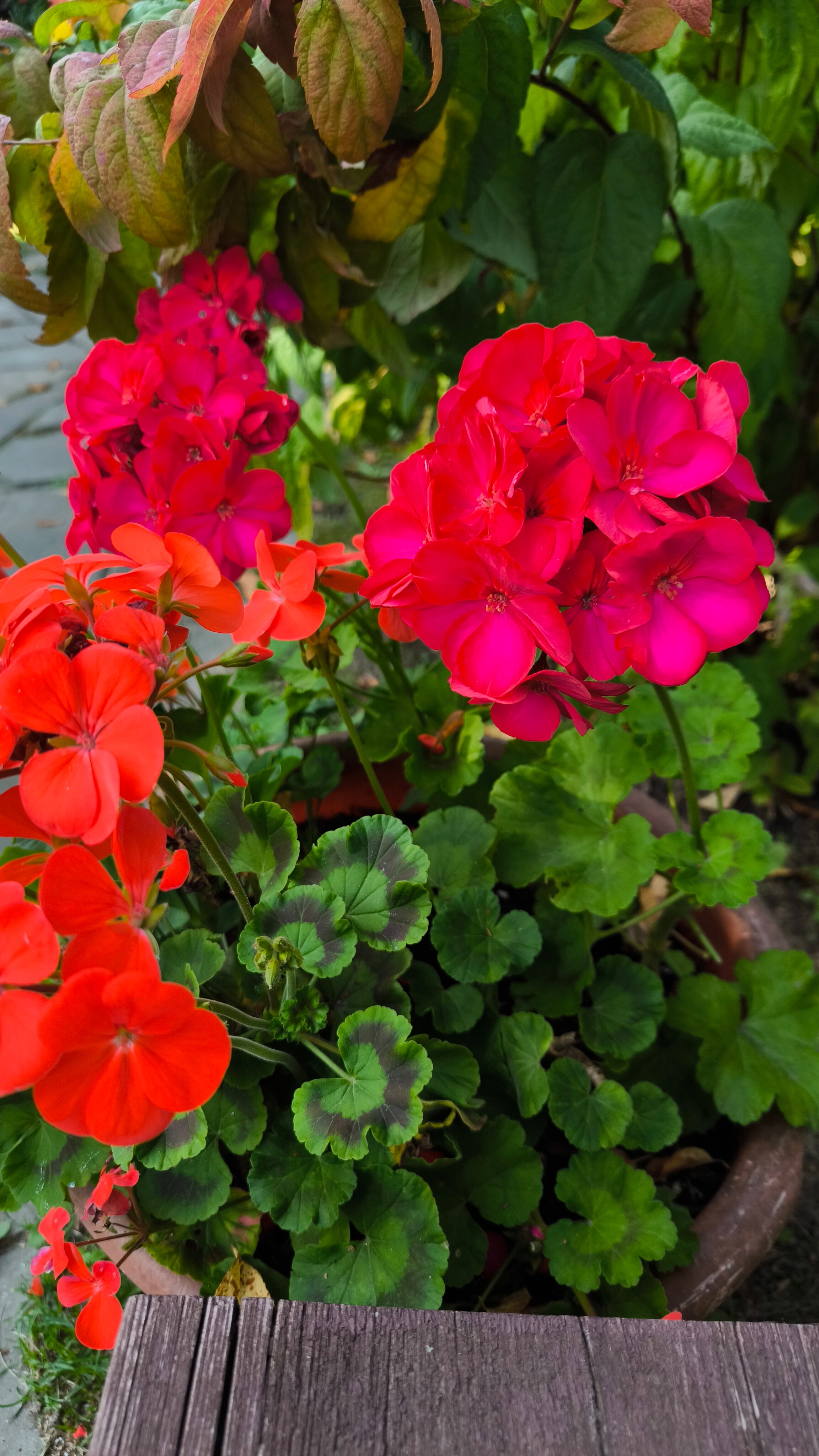 Фото Атланта Шереметьево