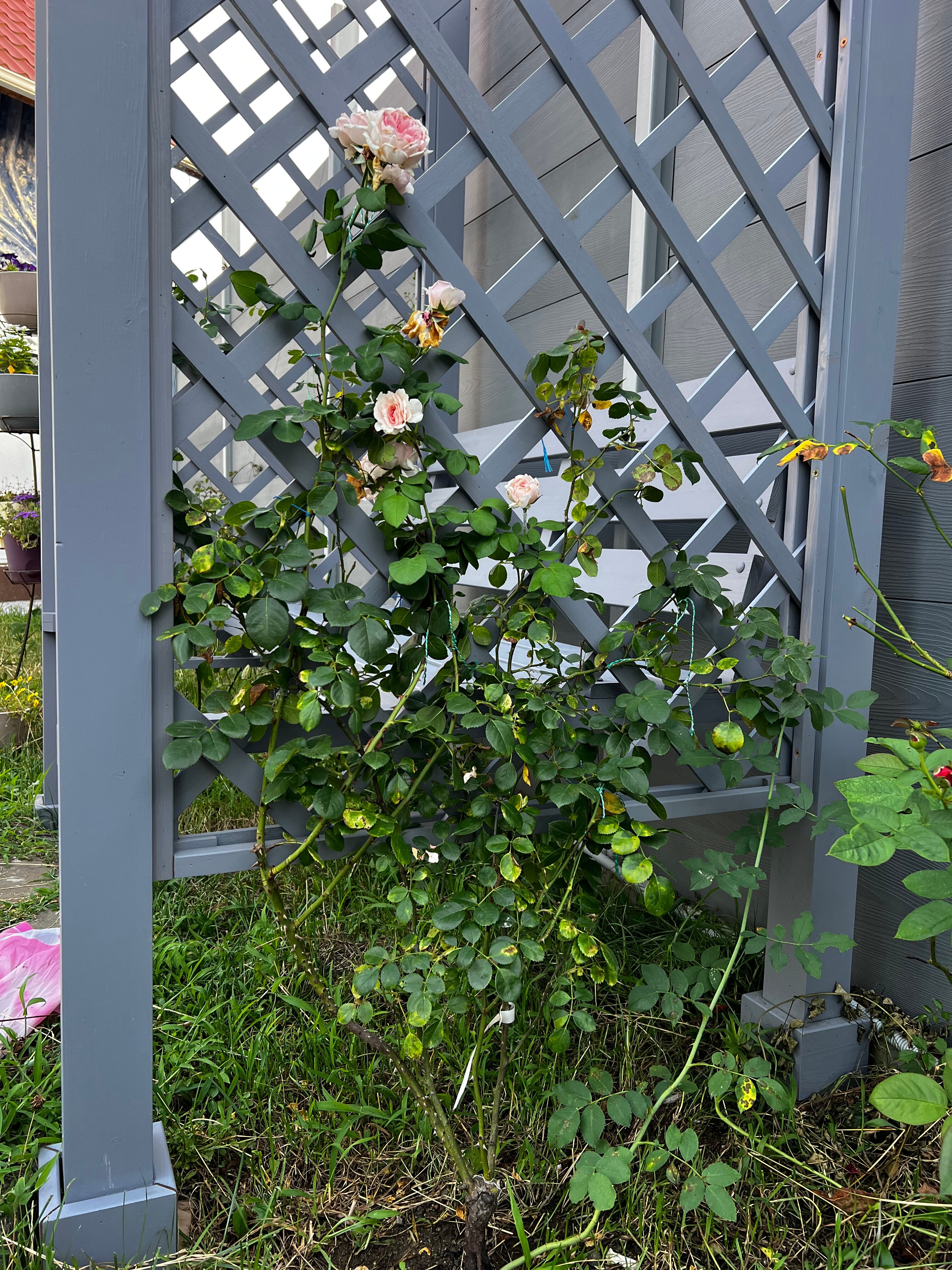 Фото Золотой Поросенок