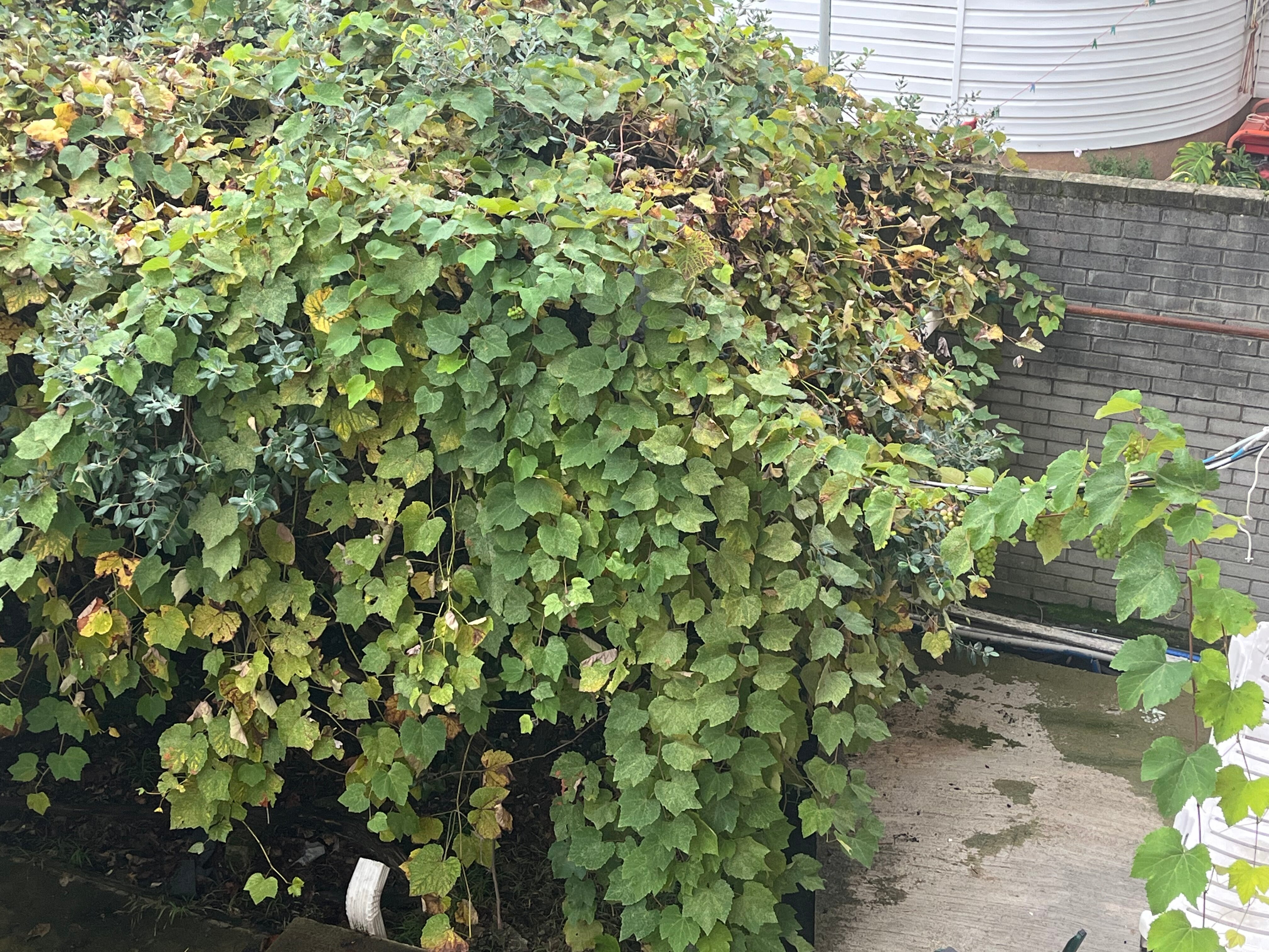 Фото Adrada Palace