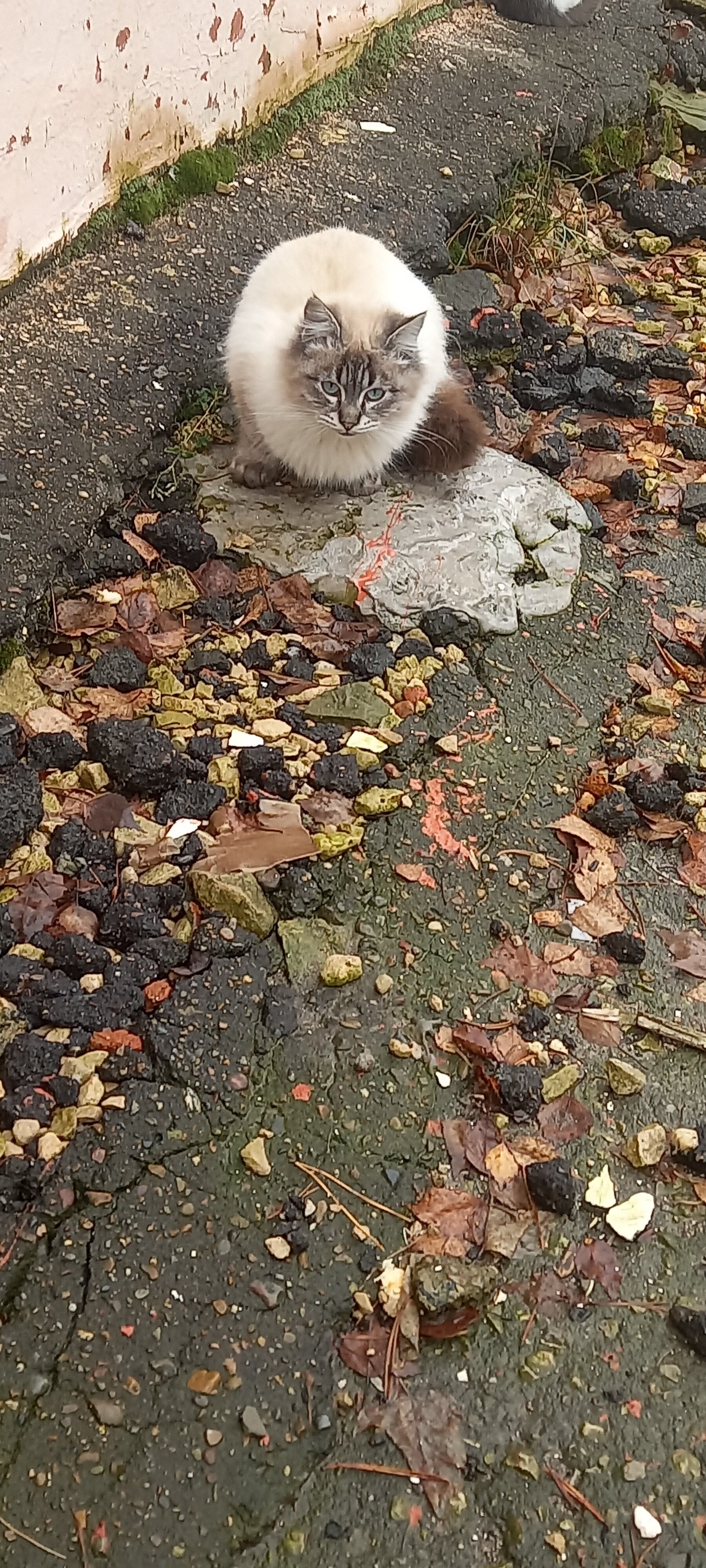 Фото Кичиер