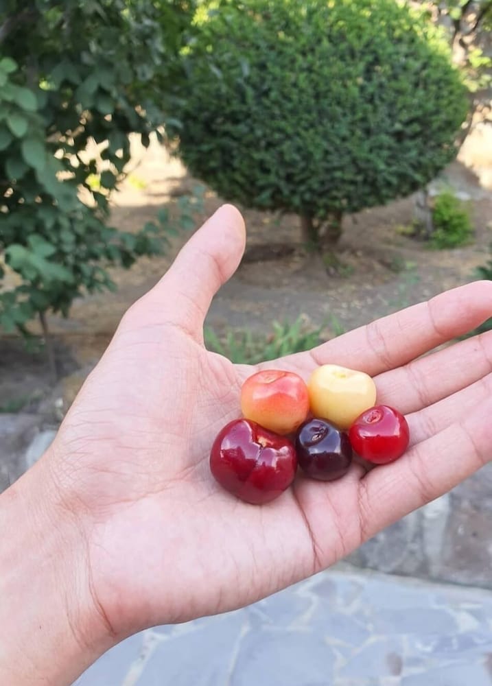 Фото Kesabella Touristic House