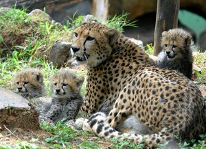 Гостиница Отель The Grand Inn