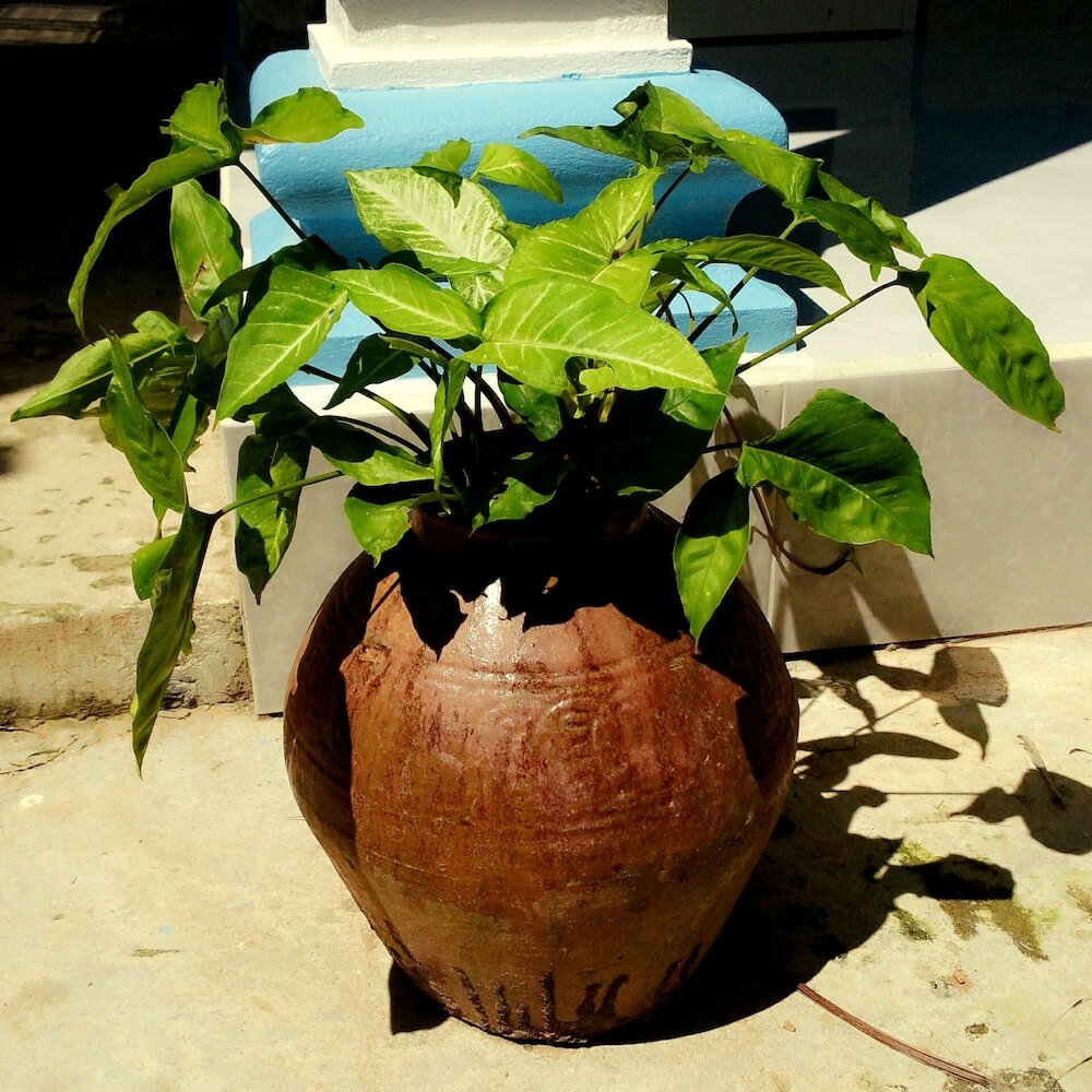 Фото Duc Anh Garden Homestay