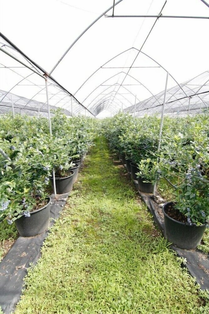 Фото Agriturismo Bacche di Bosco