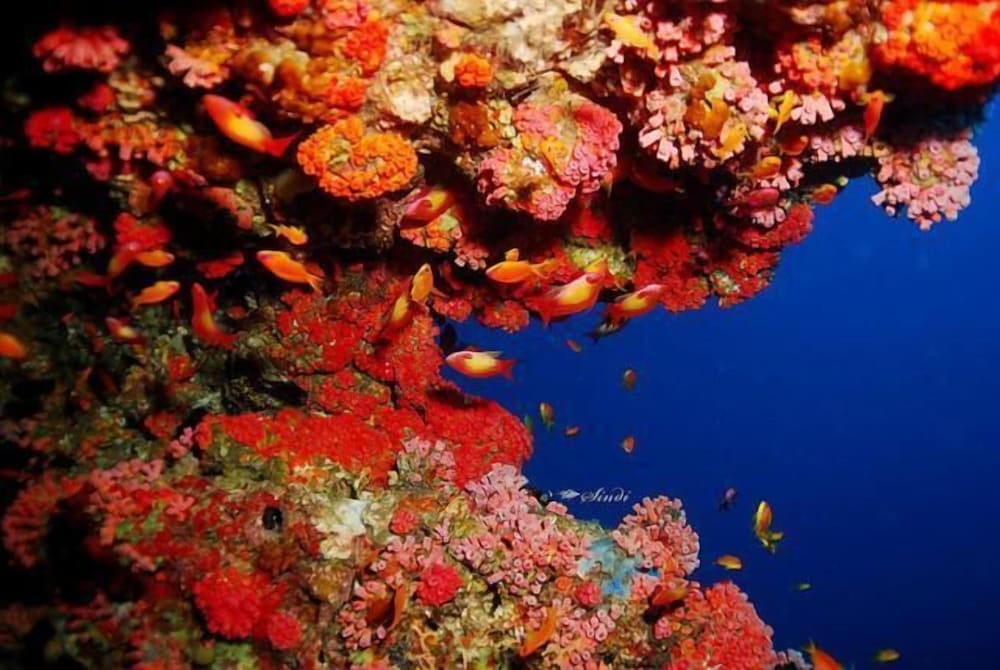 Фото Hotel Elite Inn