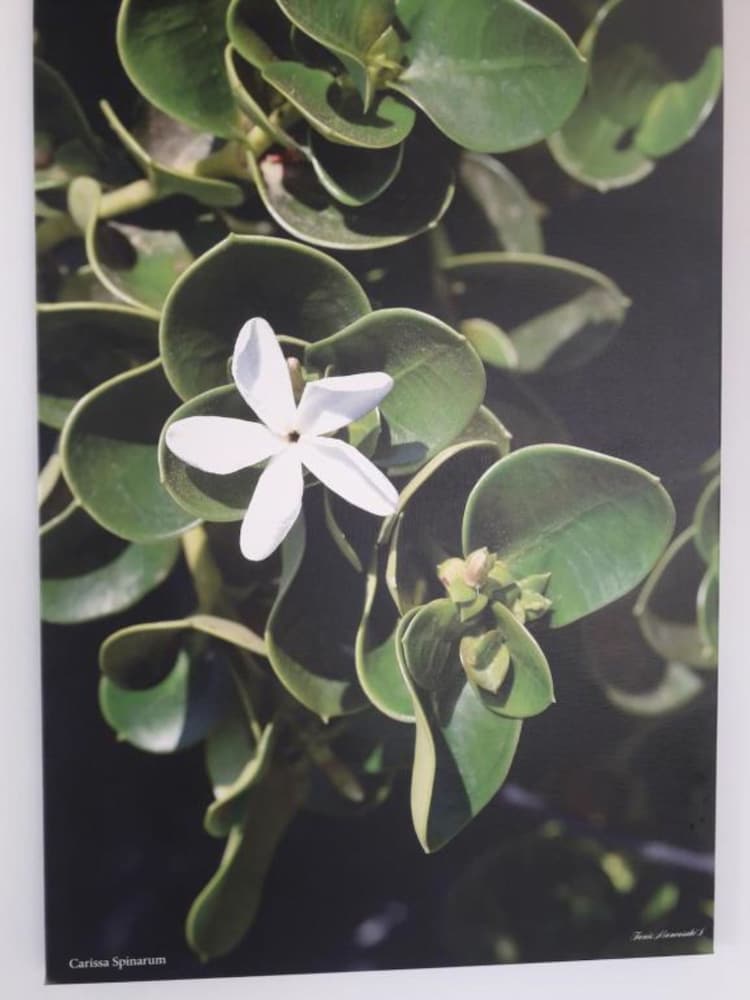 Фото Carisa Maleme