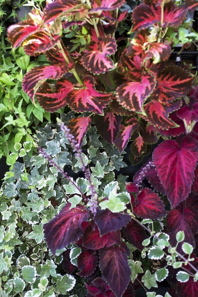 Фото The Corner Roma