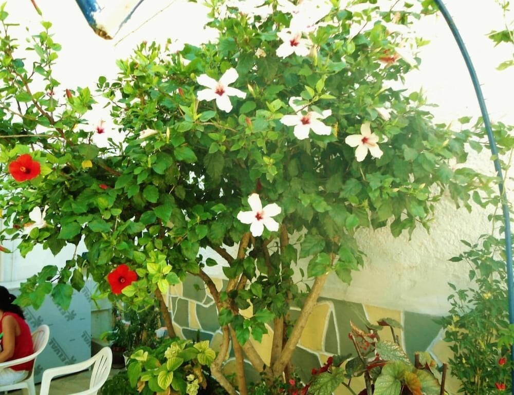 Фото Apollonia Apartments