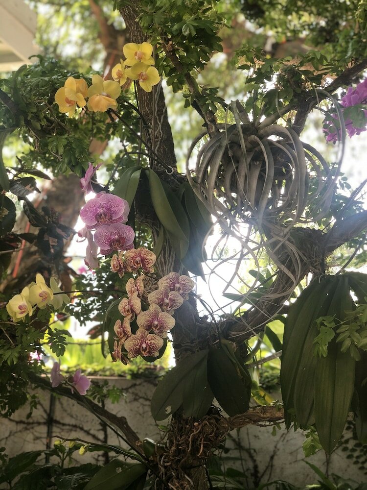 Фото Orchid Key Inn - Adults Only