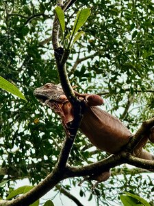 Bali Reptile Park (Bali, Gianyar Regency), zoo