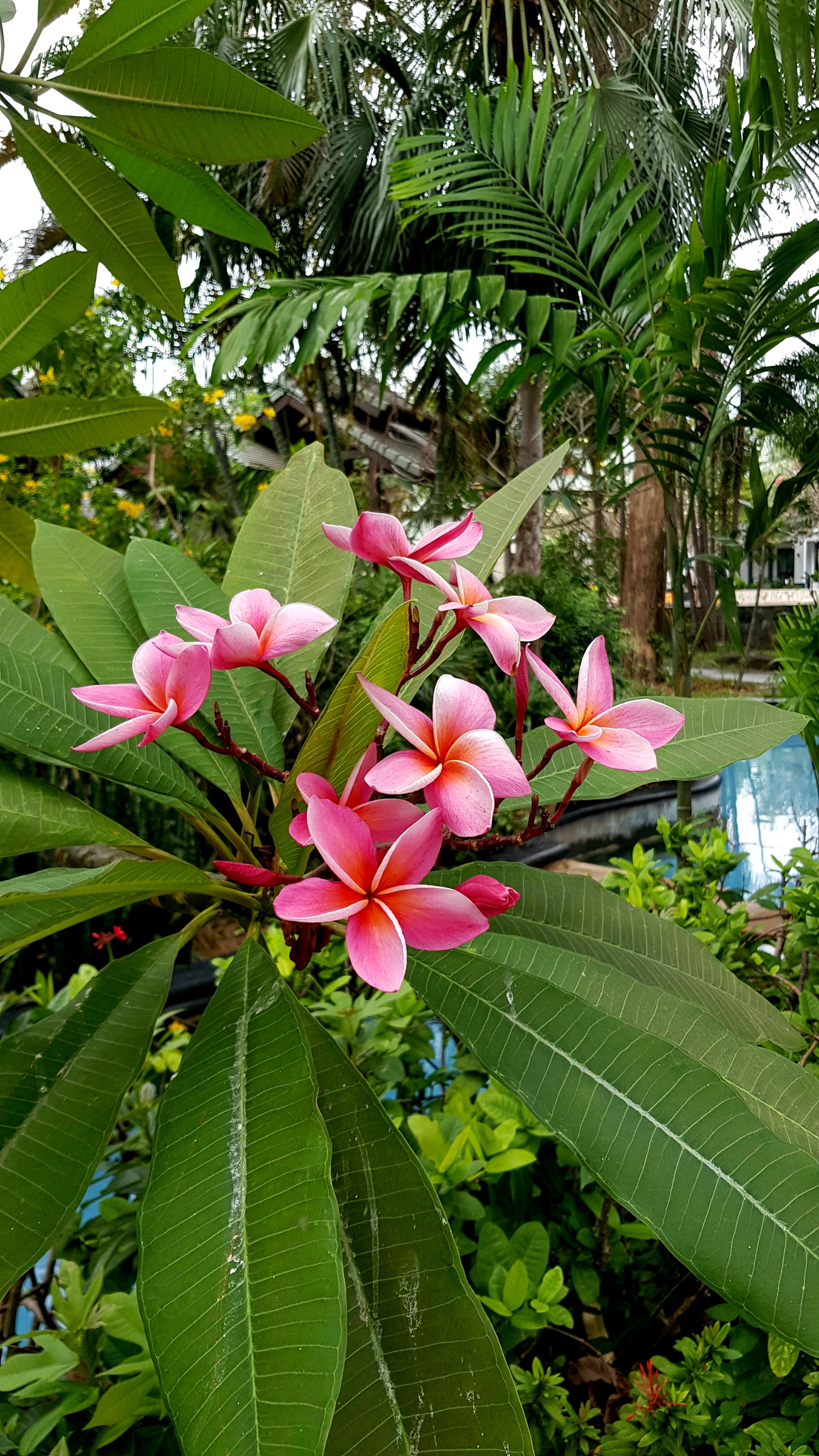 Фото Lantana Pattaya Hotel & Resort