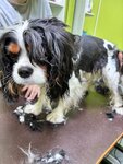 Veterinarnaya klinika (Pereyaslav-Khmelnitskogo Street, 36), pet salon