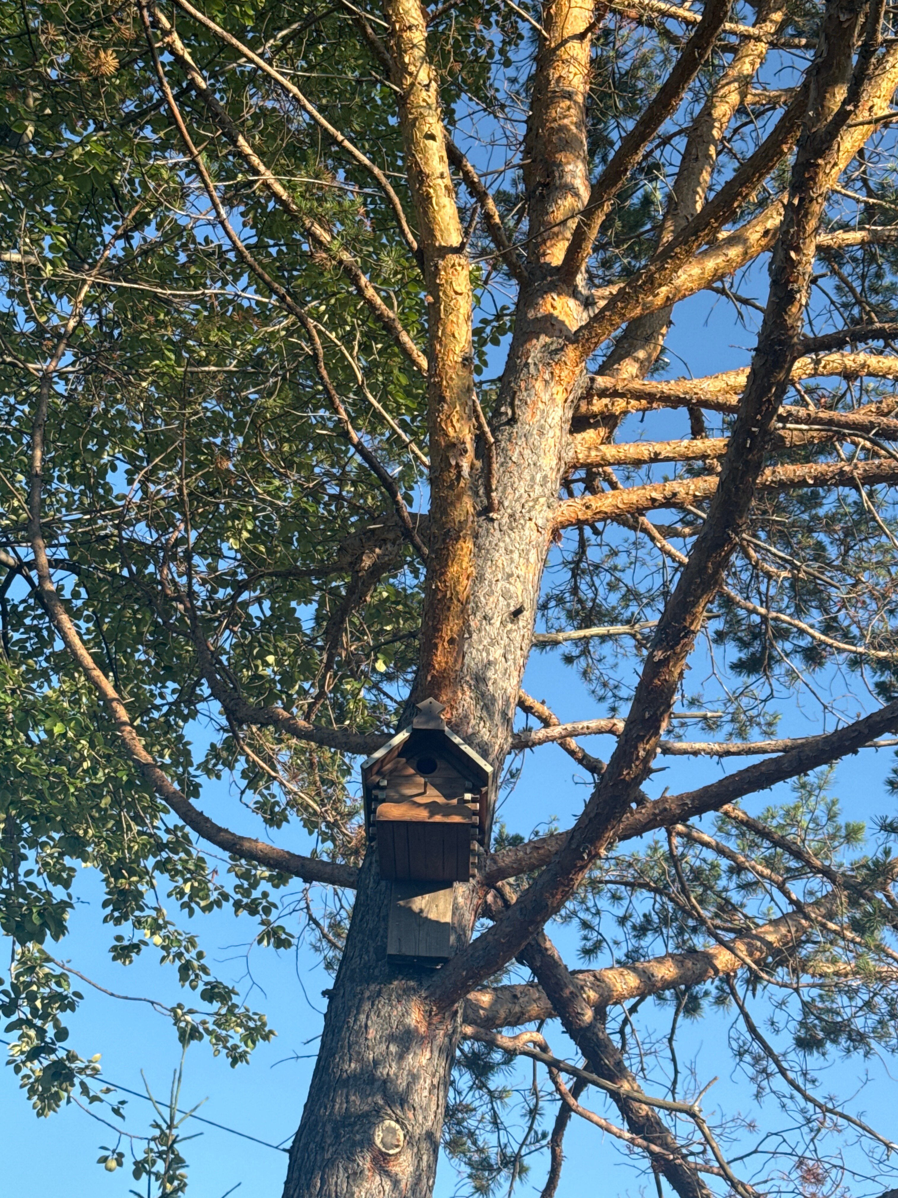 Фото Baikal Best Edelweiss