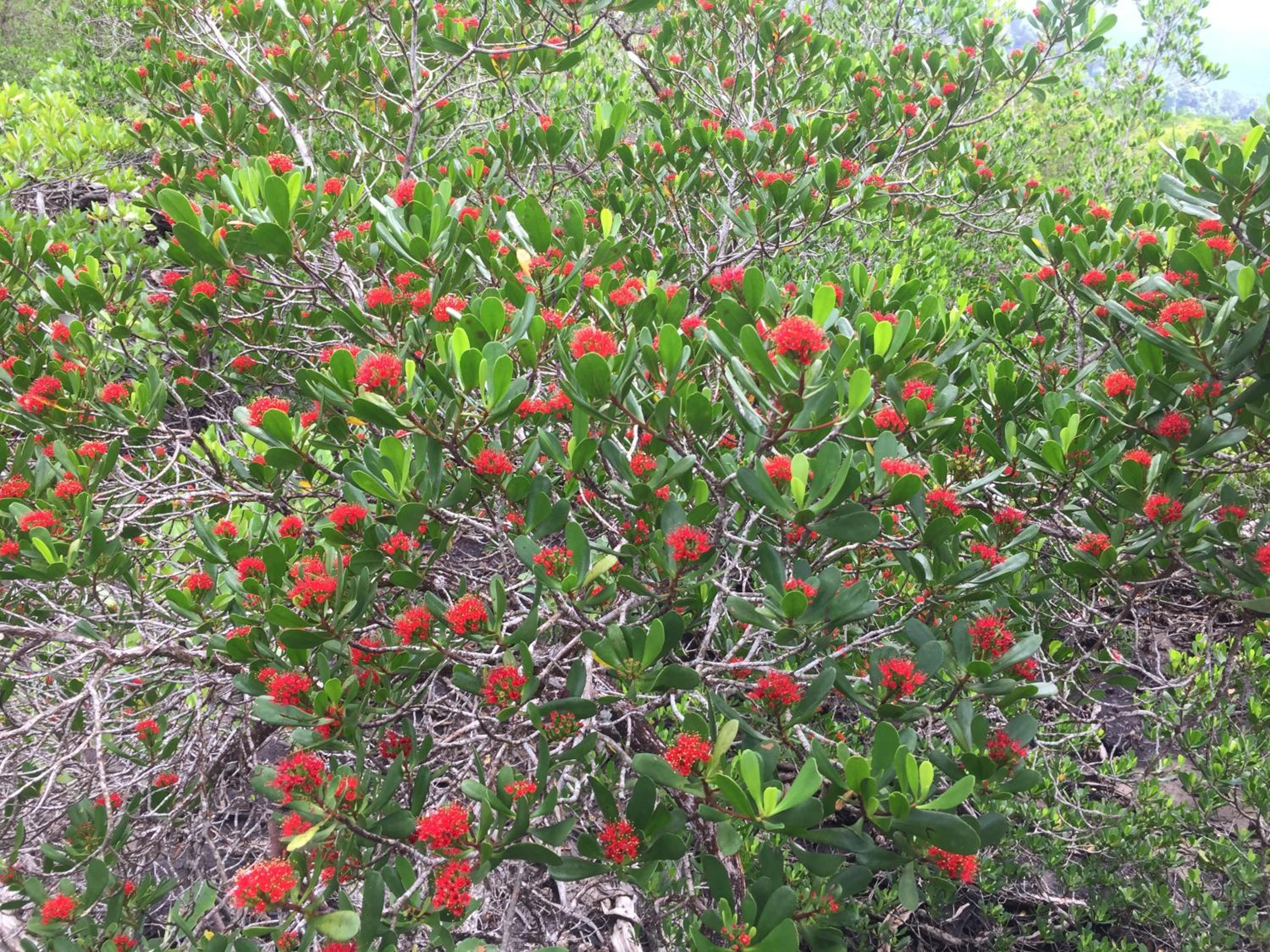 Фото Baanchanlay Kohchang
