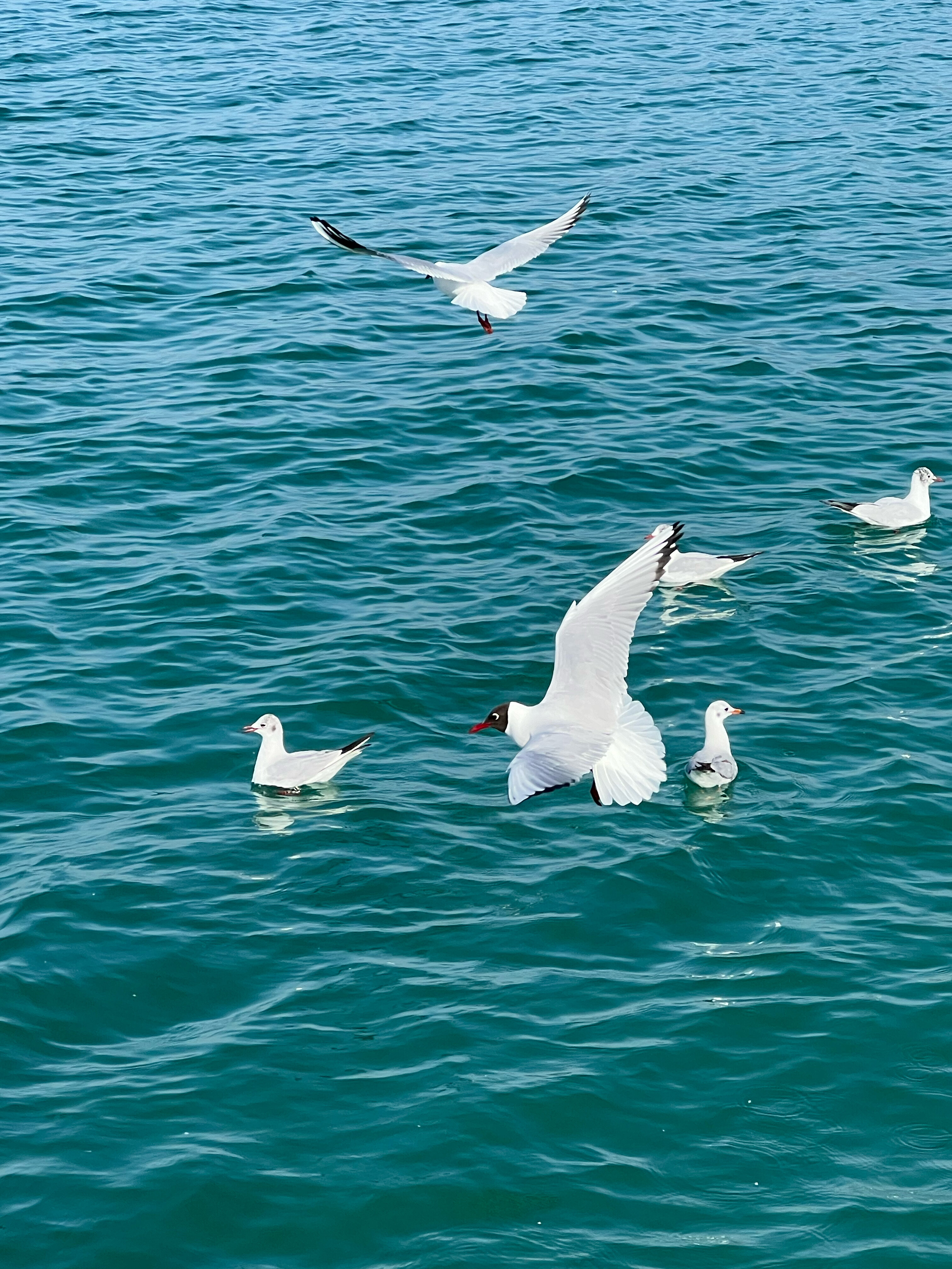 Фото Жемчужина моря