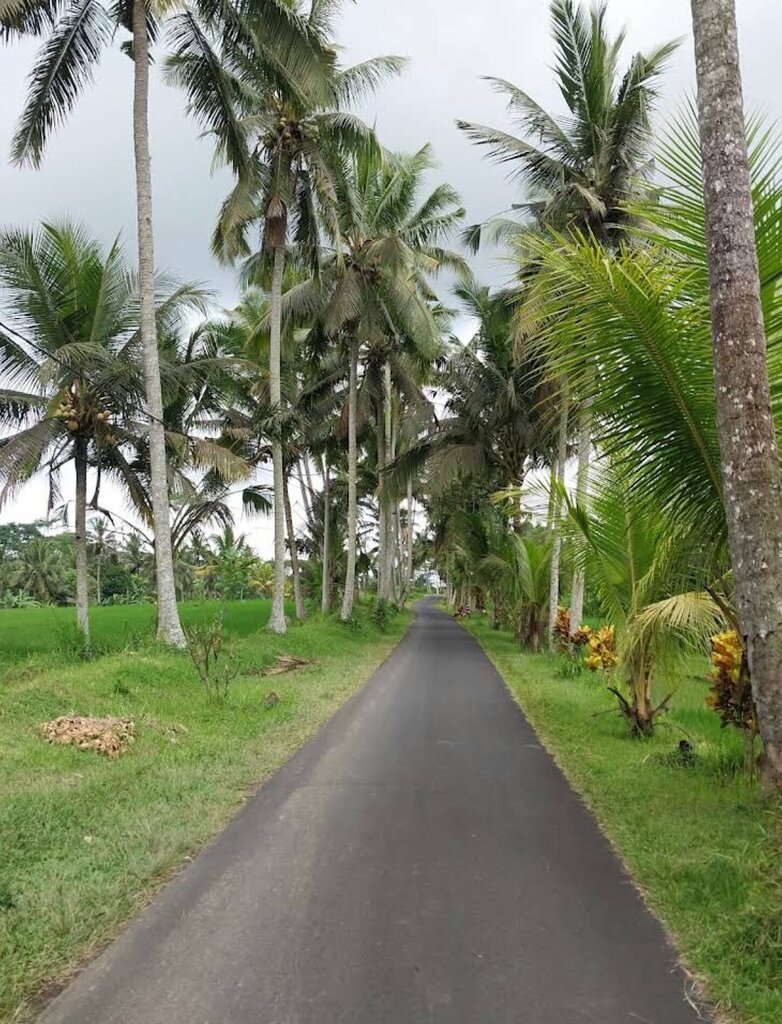 Landmark, attraction Amazing Palm Tree, Bali, photo