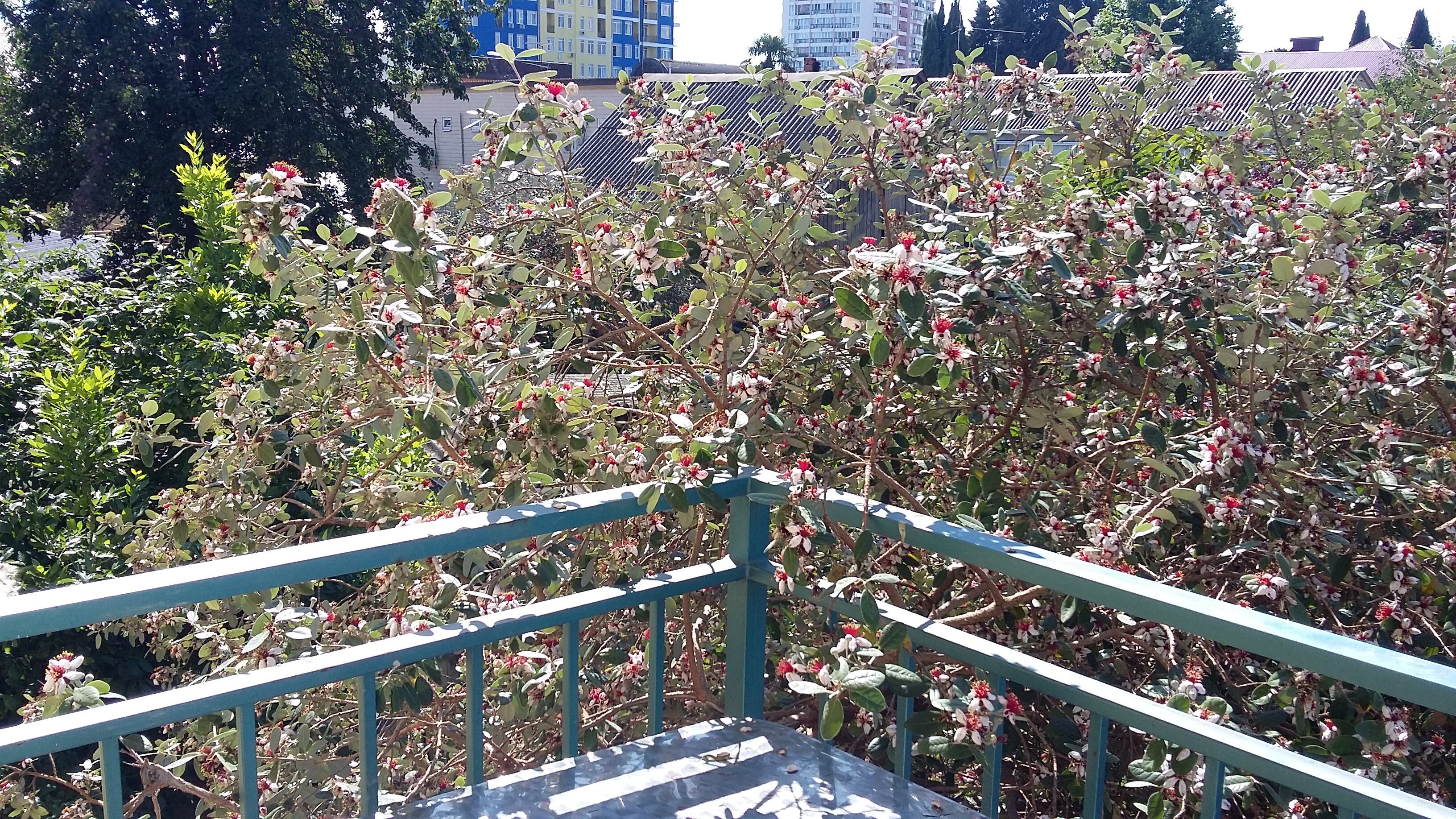 Фото Гринго