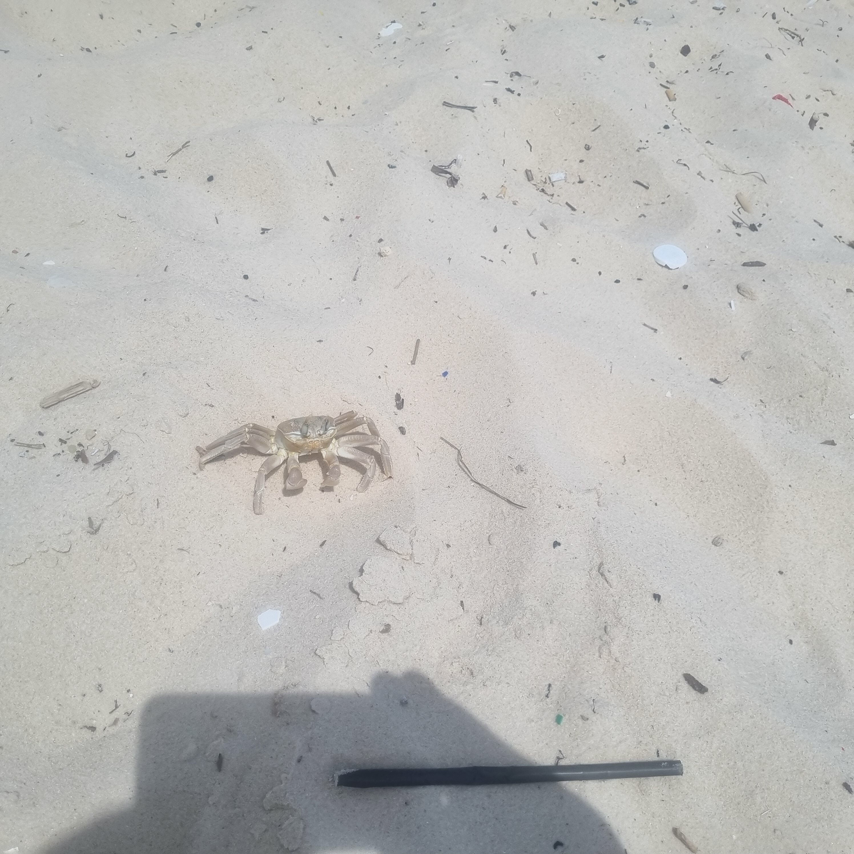 Фото Riadh Palms Resort and SPA