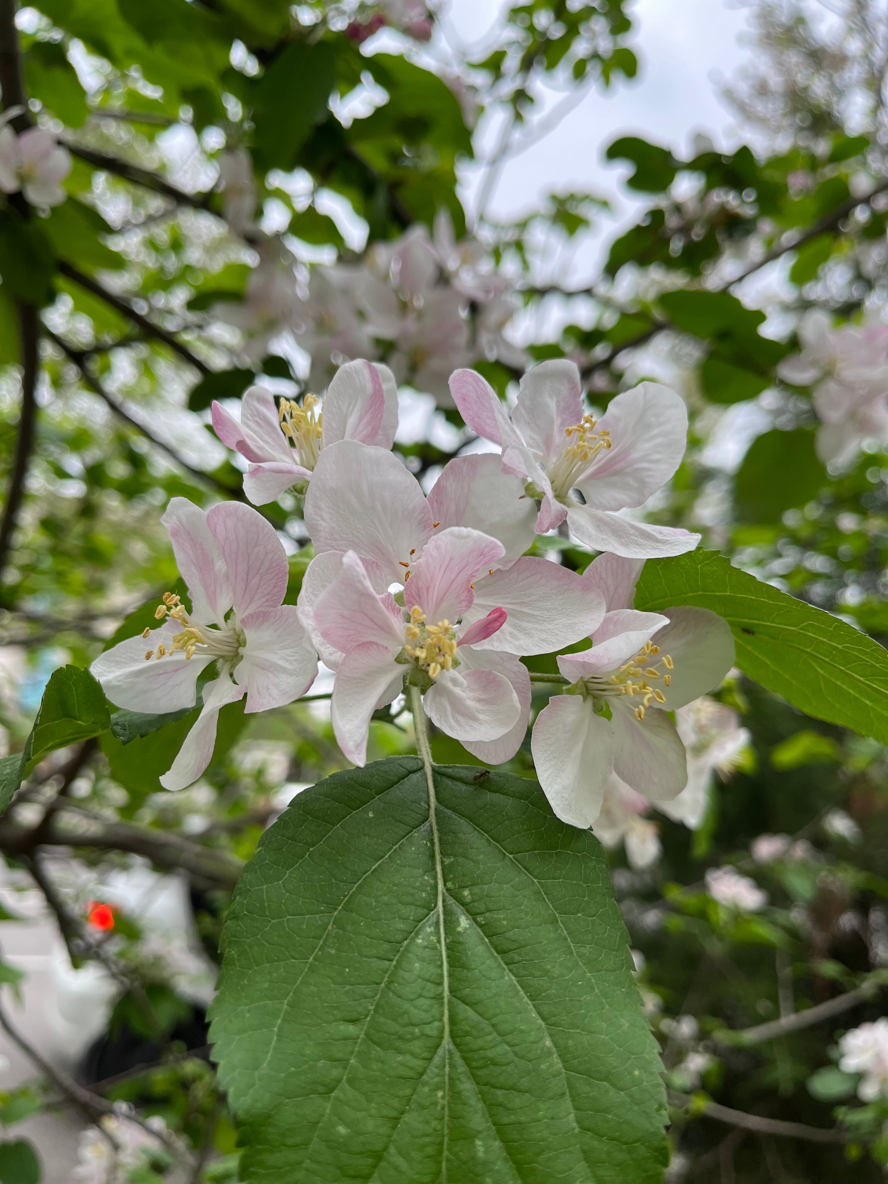 Фото Shodlik Palace