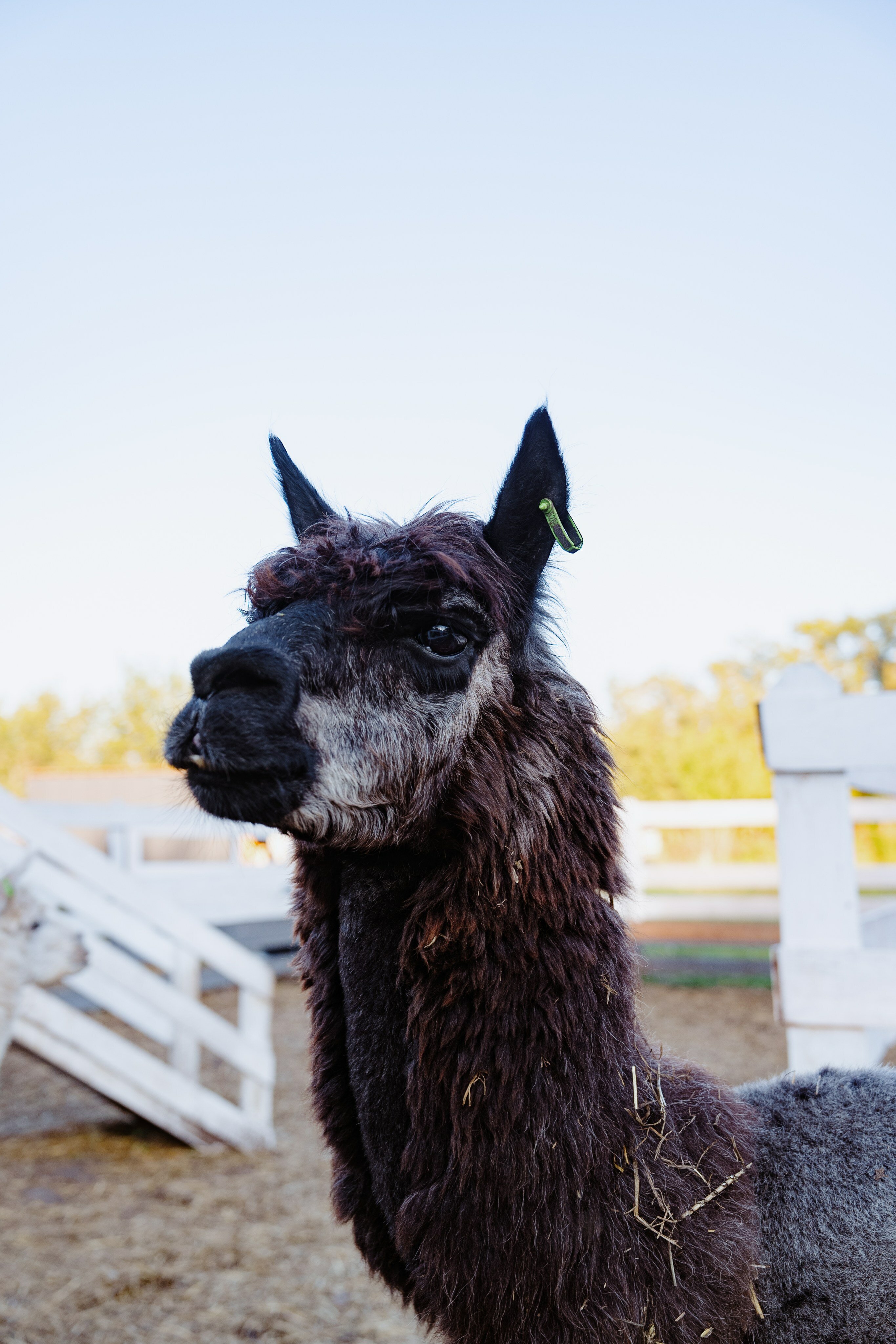 Фото Пара Альпак