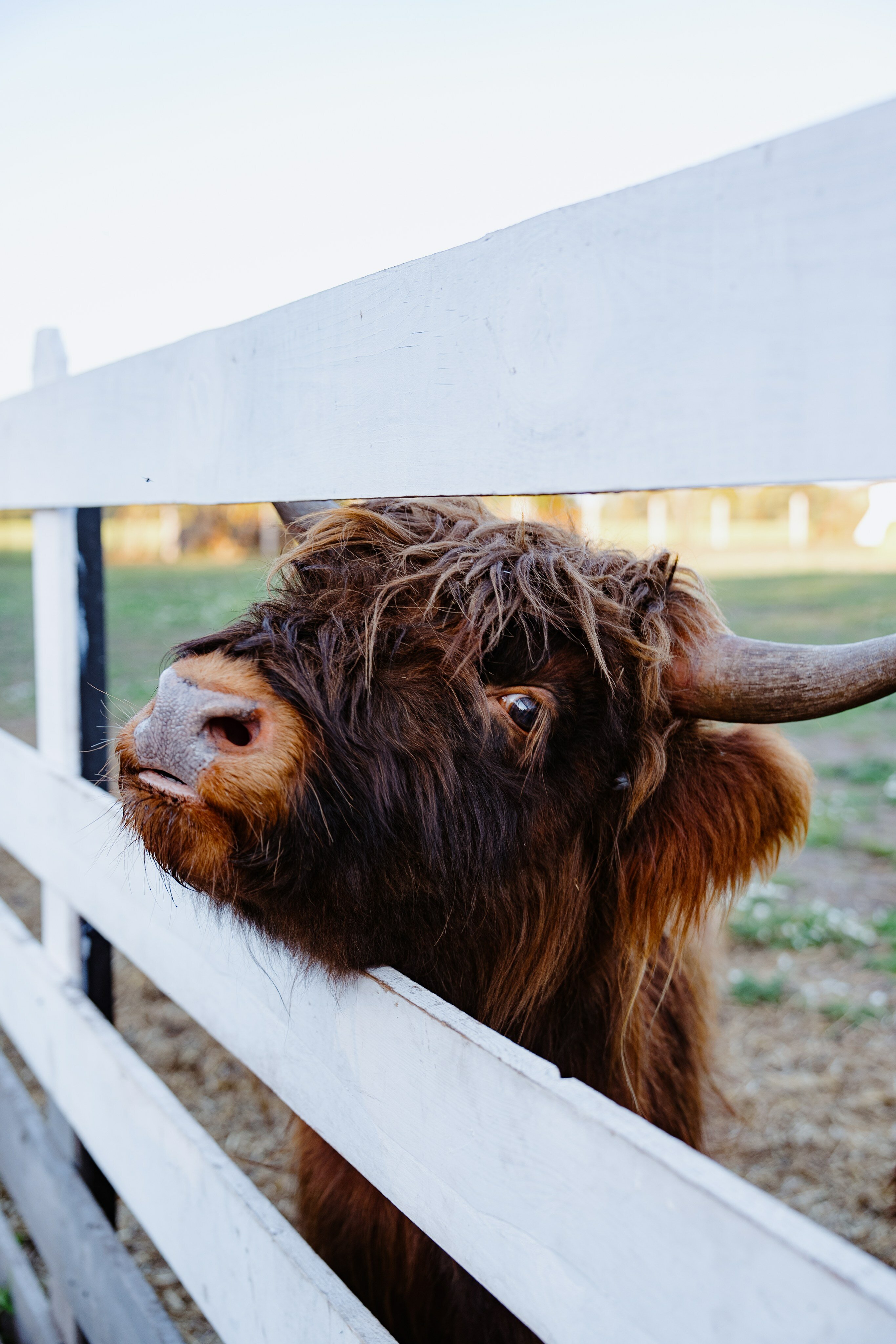 Фото Пара Альпак