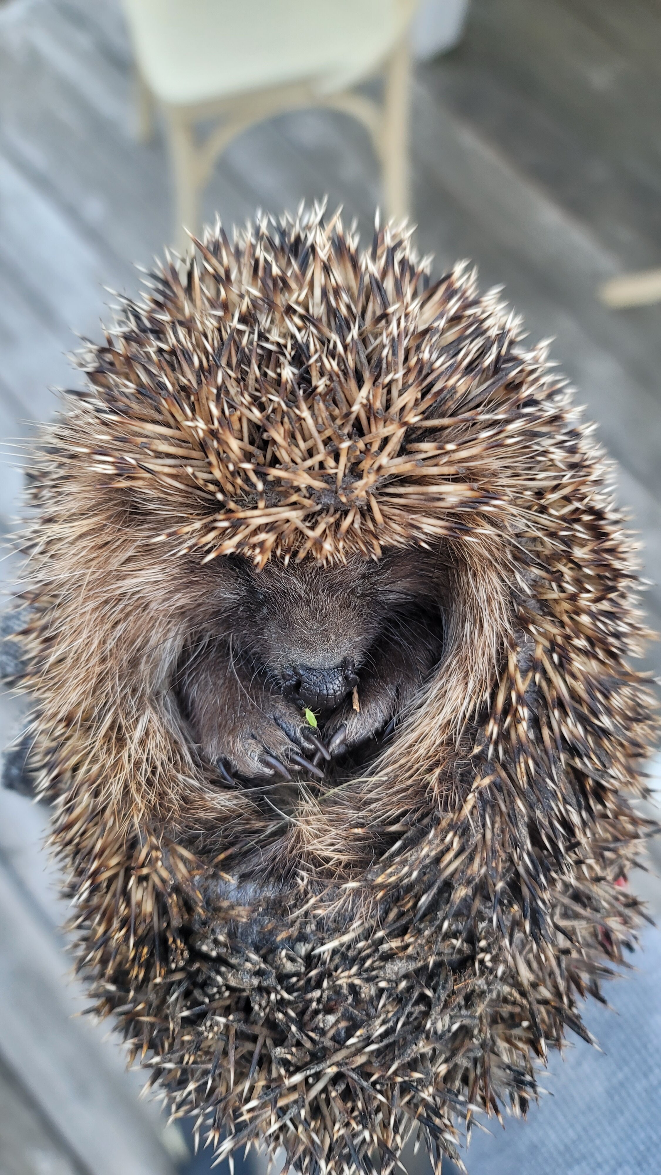 Фото Зелёная Тропа. Деревня
