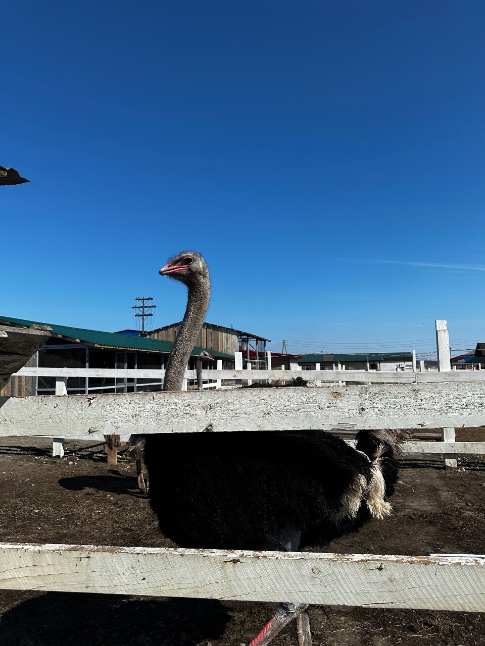 Фото Мурманская страусиная ферма