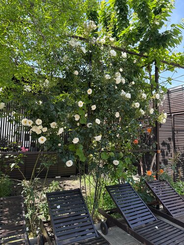 Гостевой дом Villa Decor в Геленджике