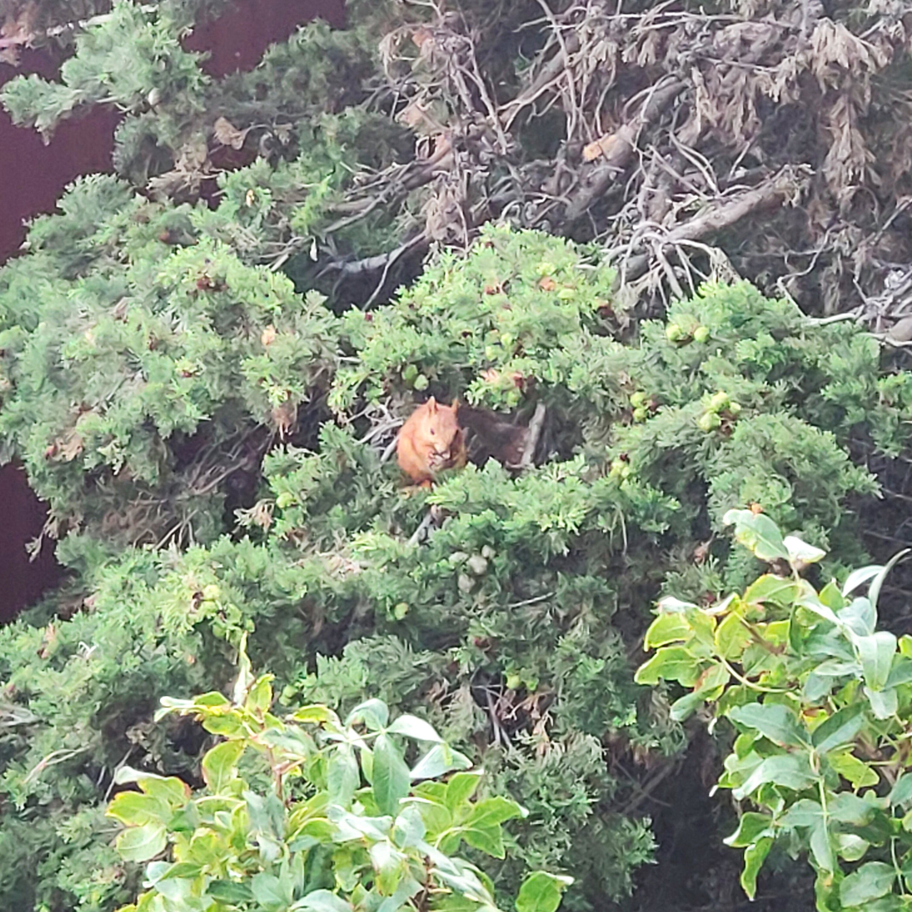 Фото Мисхорский парк