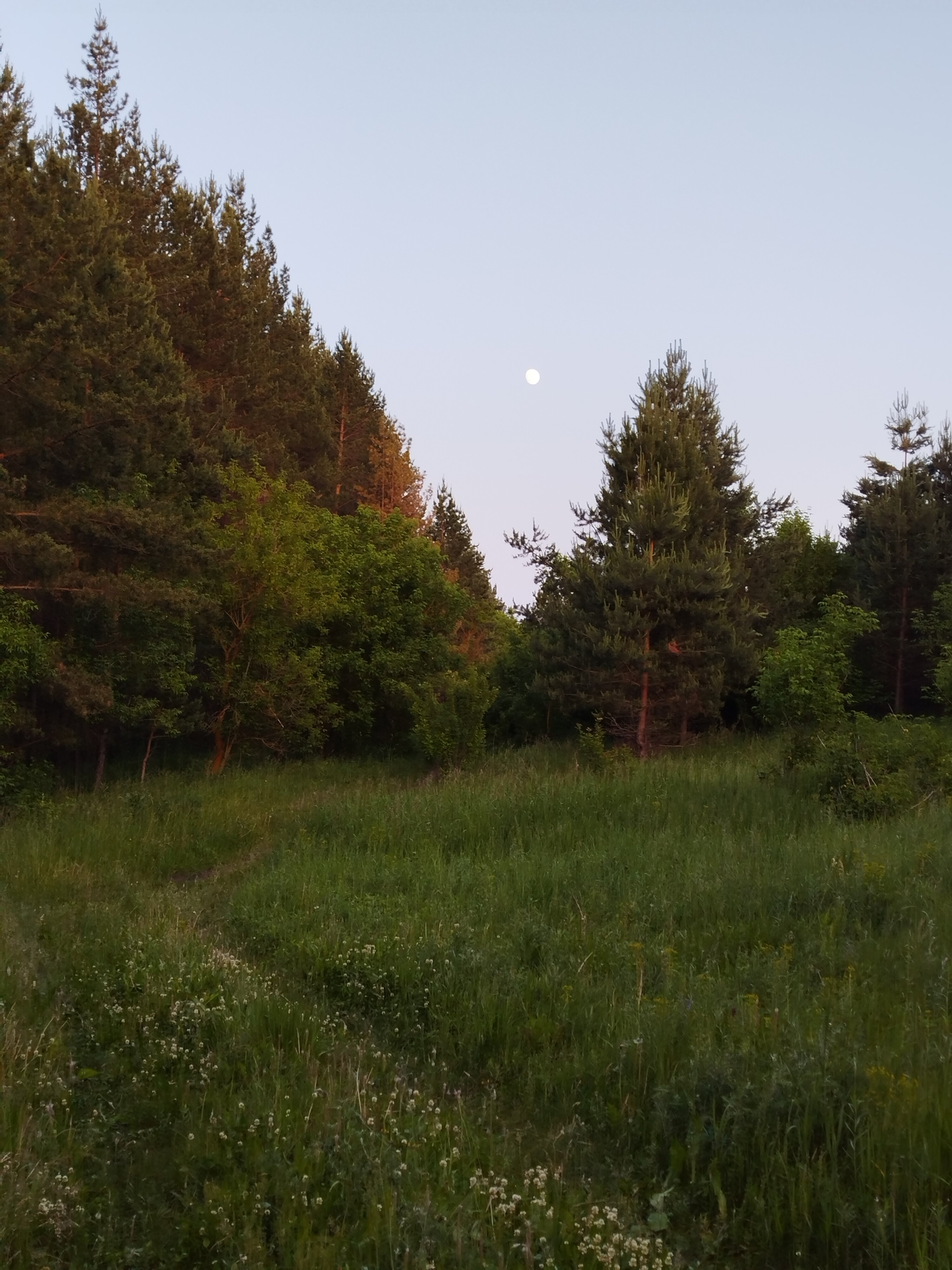 Фото Сосны. Тут