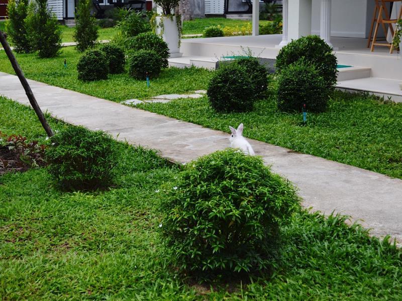 Фото V Valley Resort